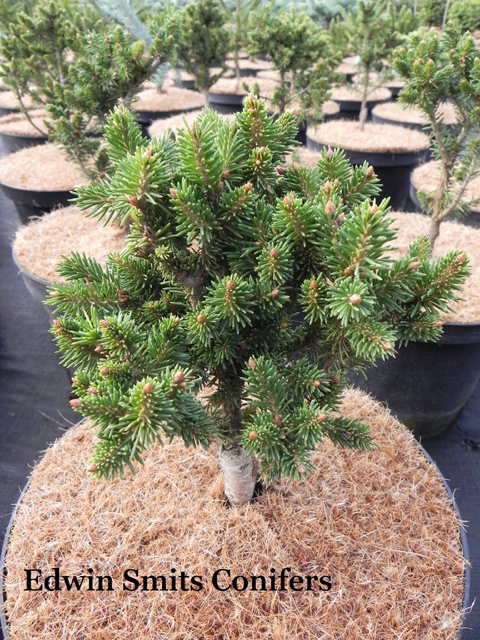 Picea abies 'Suur Hiiumaa'
